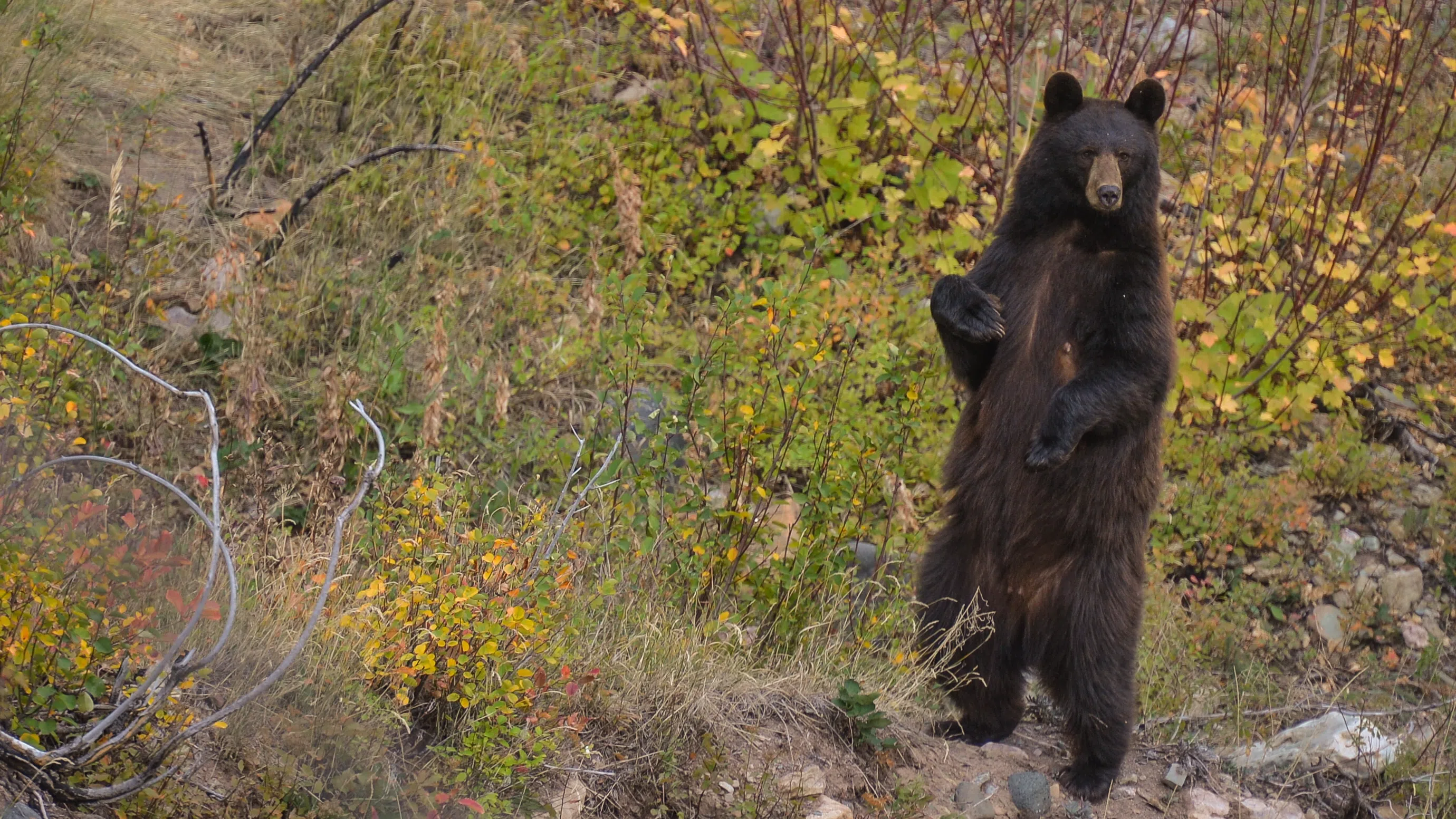 Поздрави от мечките на Калифорния, които се къпят в скъпи басейни и „хапват суши“ от декоративни езерца