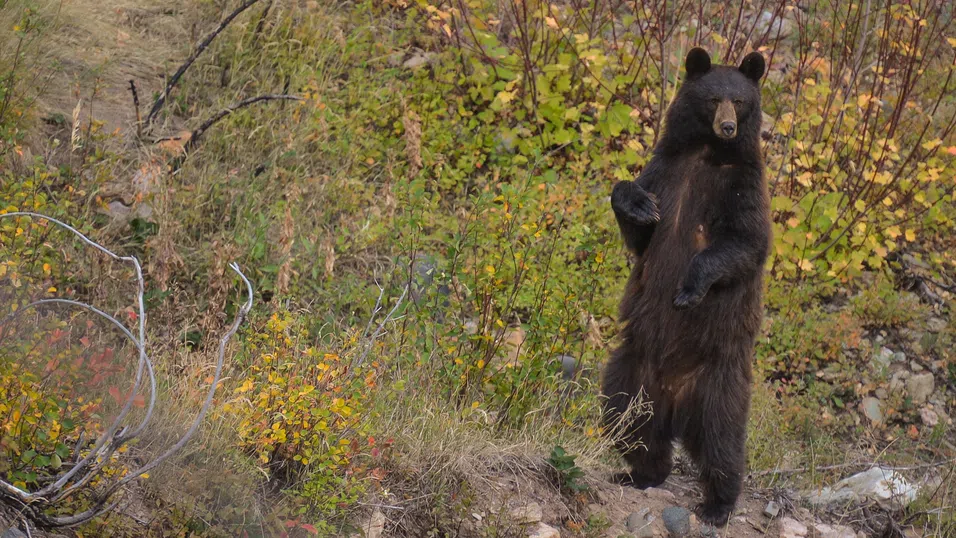 Поздрави от мечките на Калифорния, които се къпят в скъпи басейни и „хапват суши“ от декоративни езерца