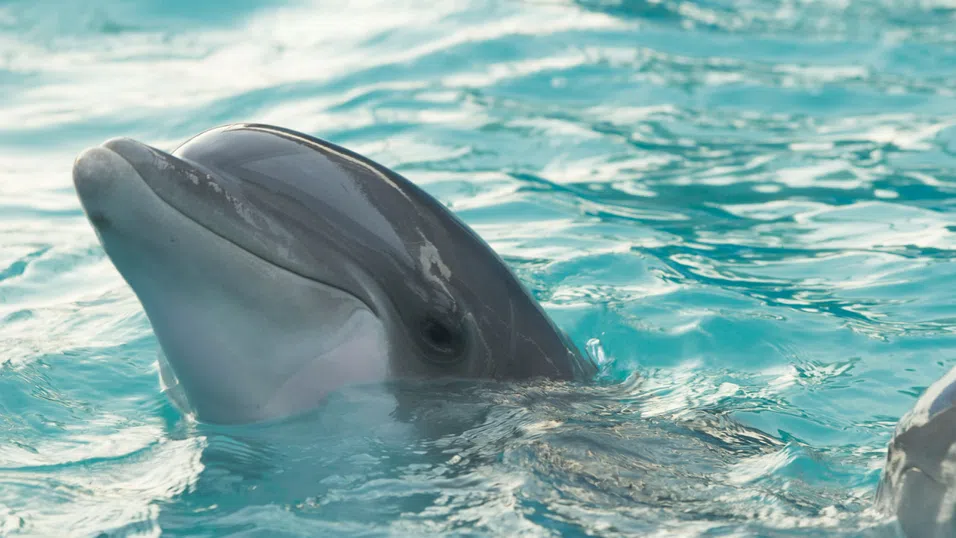 Да плуваш с делфини: Какви са екологичните последици от морския туризъм?