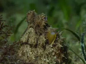 Въглеродните емисии водят до мащабно разрастване на морските горещи вълни в Европа, установява проучване