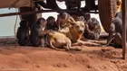Макаци се сприятеляват с кучета, капуцини осиновяват мармозетки