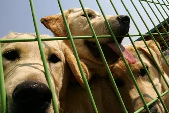 Не е същото, но има 99,9% съвпадение: Как работи бизнесът с клониране на животни