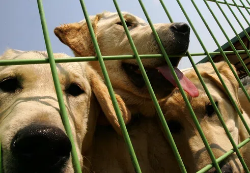 Не е същото, но има 99,9% съвпадение: Как работи бизнесът с клониране на животни