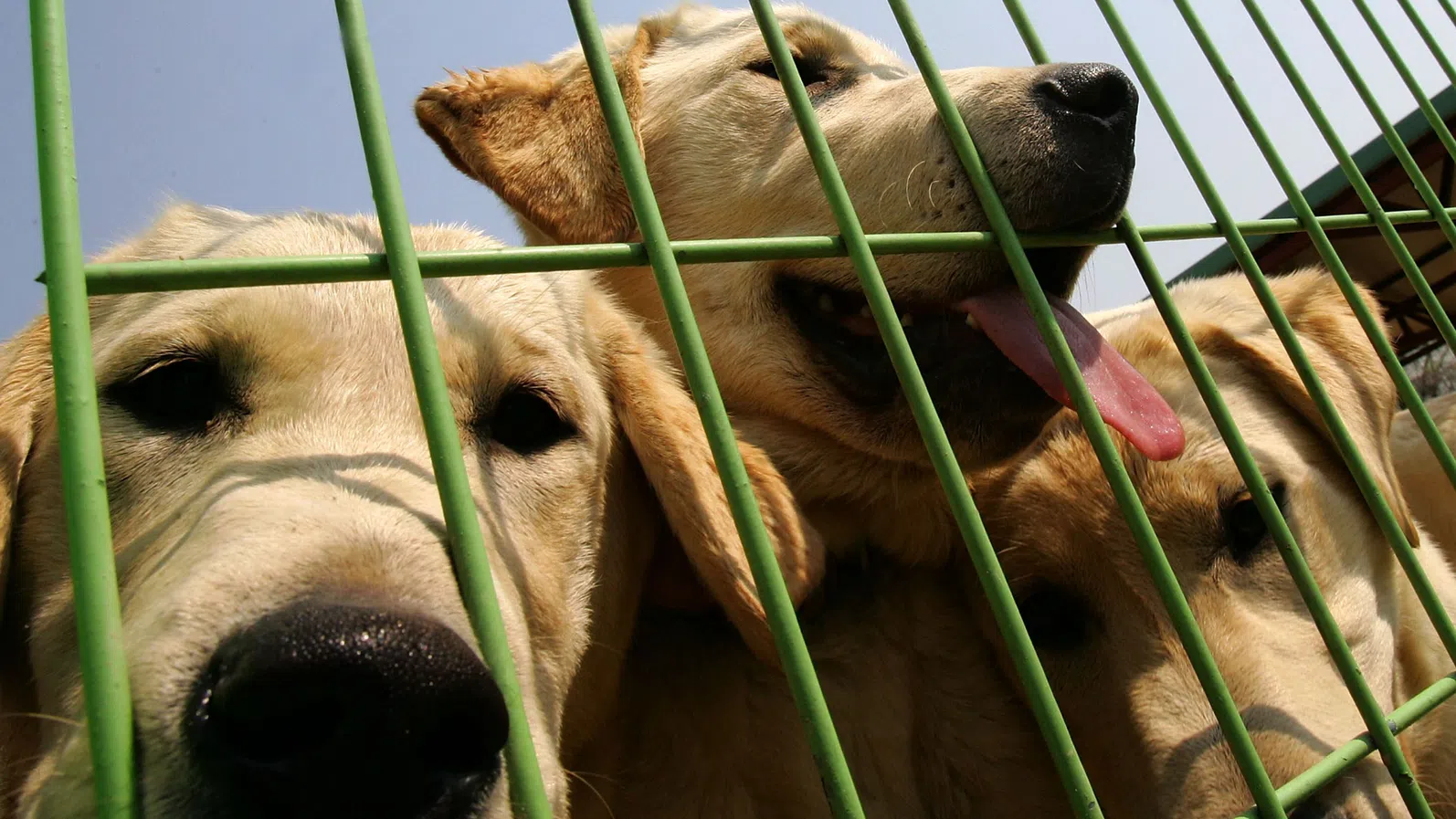 Не е същото, но има 99,9% съвпадение: Как работи бизнесът с клониране на животни