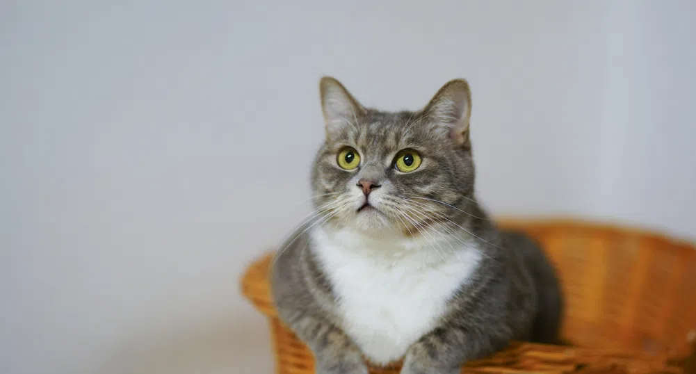 Домашната ви котка може да се окаже ключ към следващия пробив срещу рака