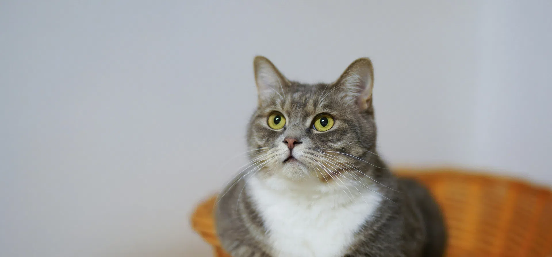 Домашната ви котка може да се окаже ключ към следващия пробив срещу рака