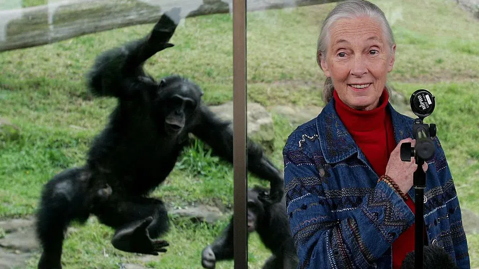 Тя стана емблематична с изучаването на шимпанзета. Днес помага да спасим планетата