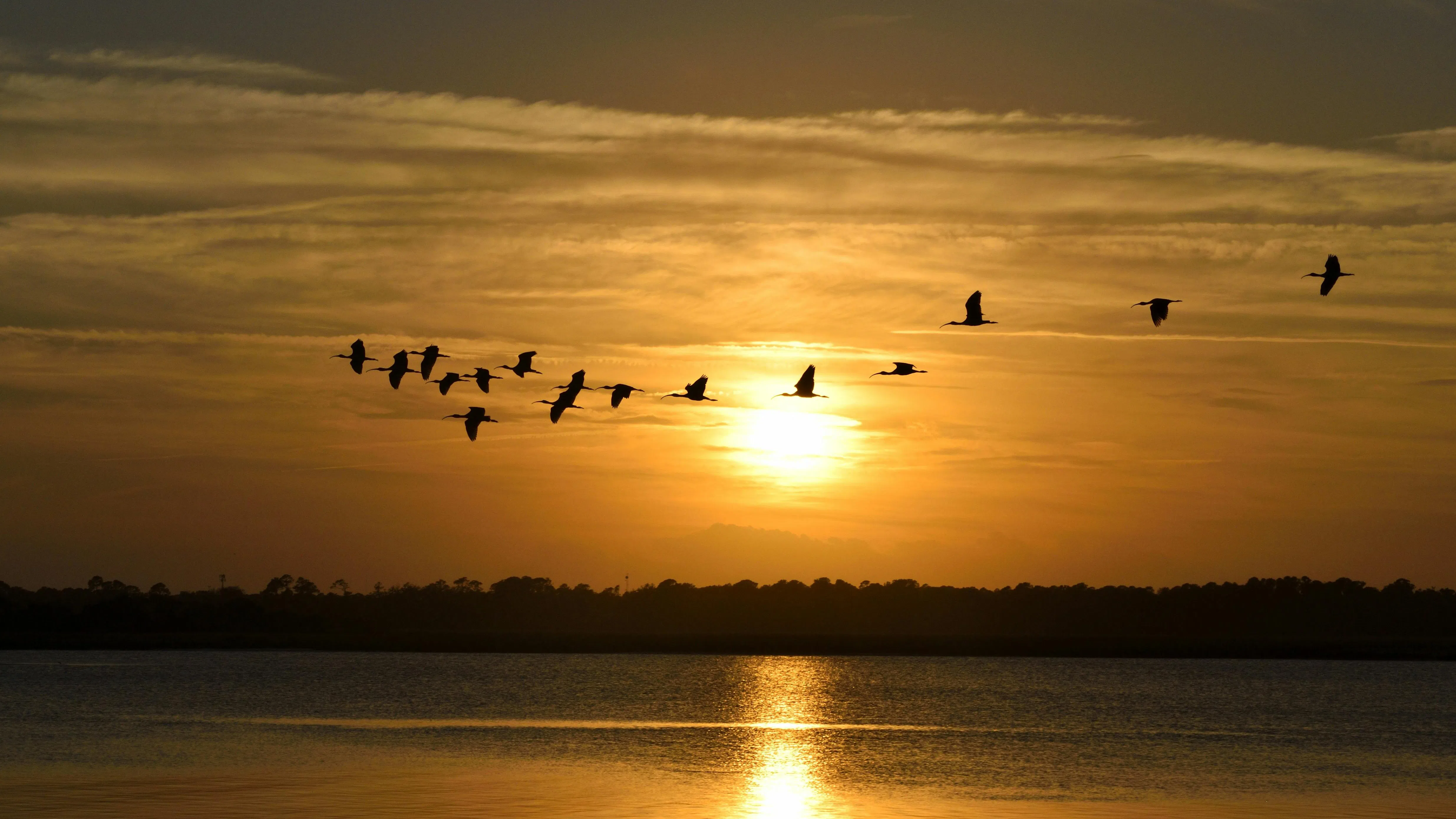 Полет над океана: Къде и колко почиват птиците, когато мигрират?
