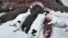 Кученца на живо 24/7 правят зимата във Финландия по-уютна