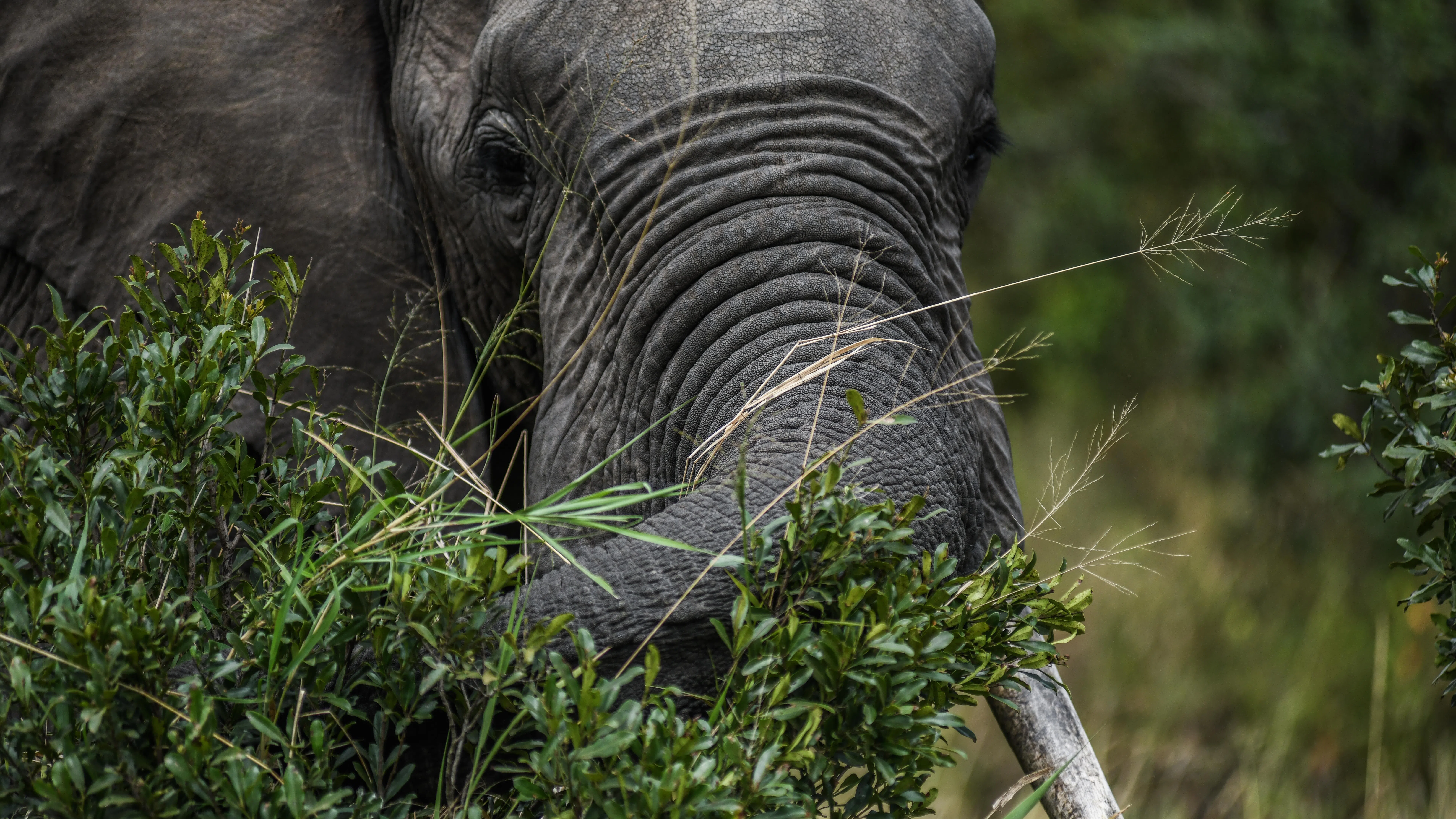 „Пречиш ми на дивата гледка“: Масаи водят битка със сафари лагер на Ritz-Carlton