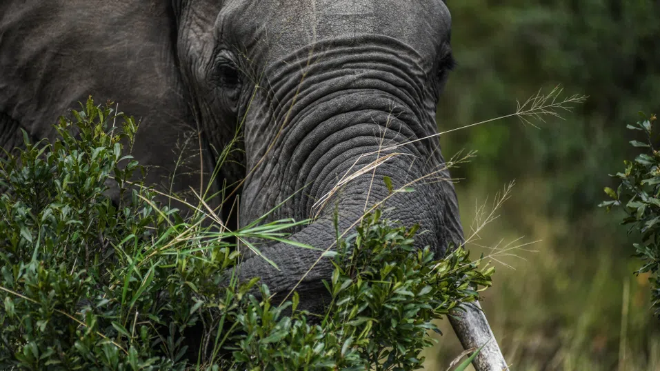„Пречиш ми на дивата гледка“: Масаи водят битка със сафари лагер на Ritz-Carlton