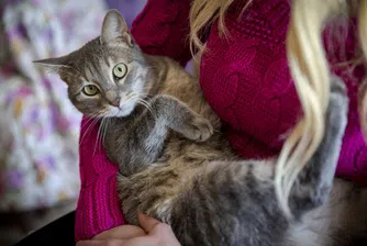 Как това мяукащо животно се озова в скута ми? Историята на хората и котките