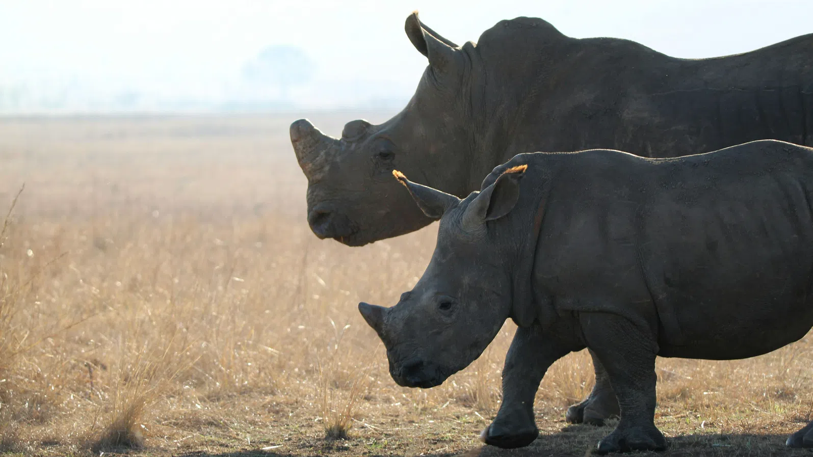 „Минават точно покрай къщата“: Как Непал се учи да съжителства с носорозите на фона на растящата им популация ?