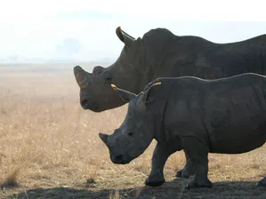 „Минават точно покрай къщата“: Как Непал се учи да съжителства с носорозите на фона на растящата им популация ?