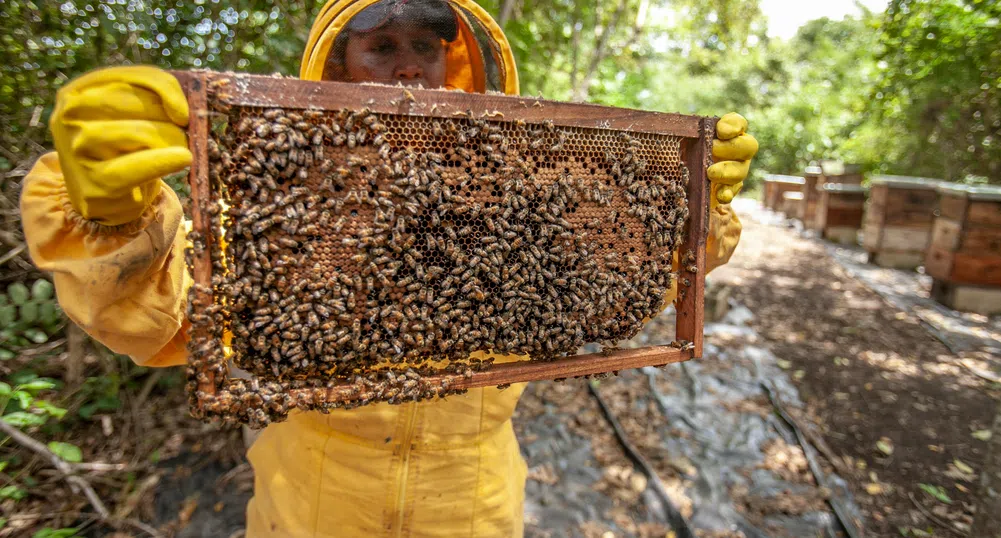 Мисия оцеляване: Суперхрана от Оксфорд спасява пчелните популации