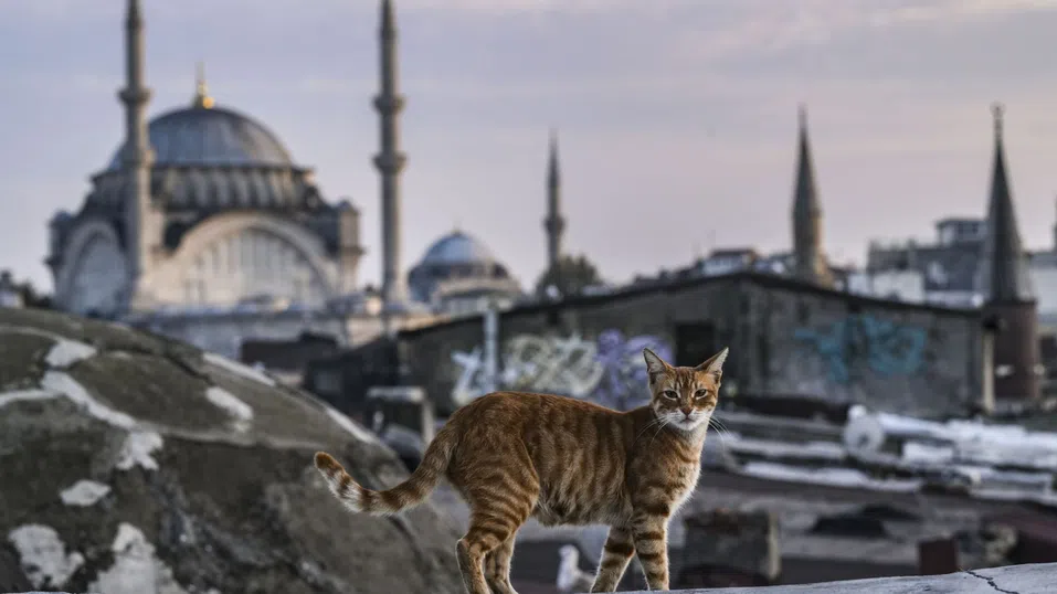 КоткоИстанбул: Приказка за империи и мяукащи атракции