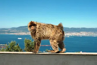 Маймуните в Гибралтар имат стомашни проблеми от храната на туристите