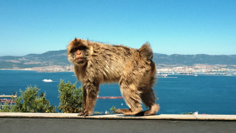 Маймуните в Гибралтар имат стомашни проблеми от храната на туристите