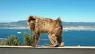 Маймуните в Гибралтар имат стомашни проблеми от храната на туристите