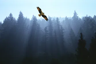 „Да изстискаш роба от себе си капка по капка“: Независимостта като личен избор (по Робърт Грийн, Юнг и Чехов)