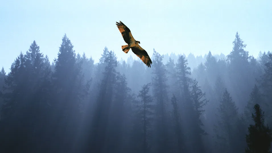 „Да изстискаш роба от себе си капка по капка“: Независимостта като личен избор (по Робърт Грийн, Юнг и Чехов)