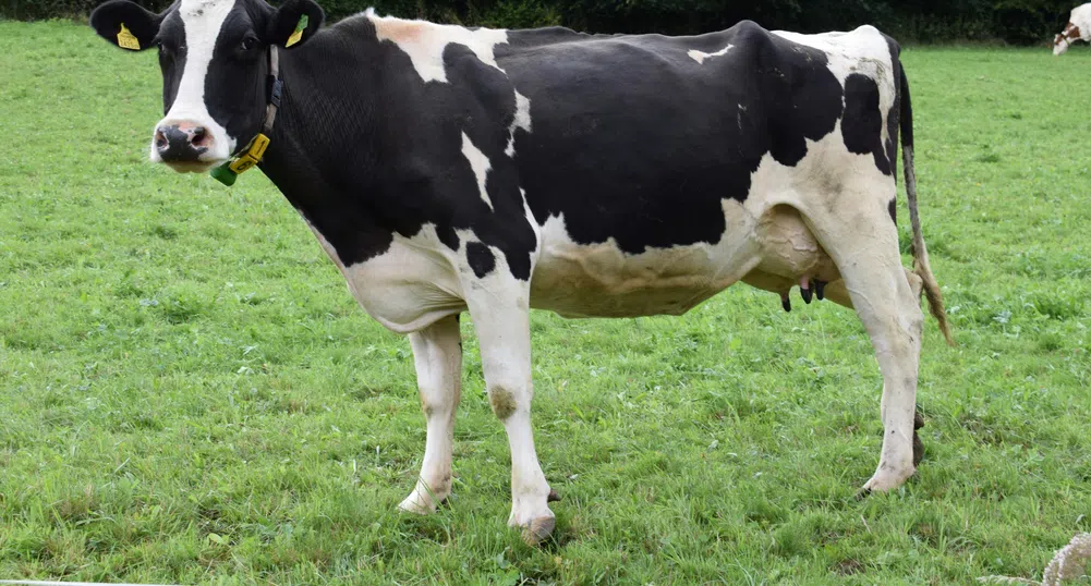 Китай удря млечния внос от ЕС с мита до 42,7%