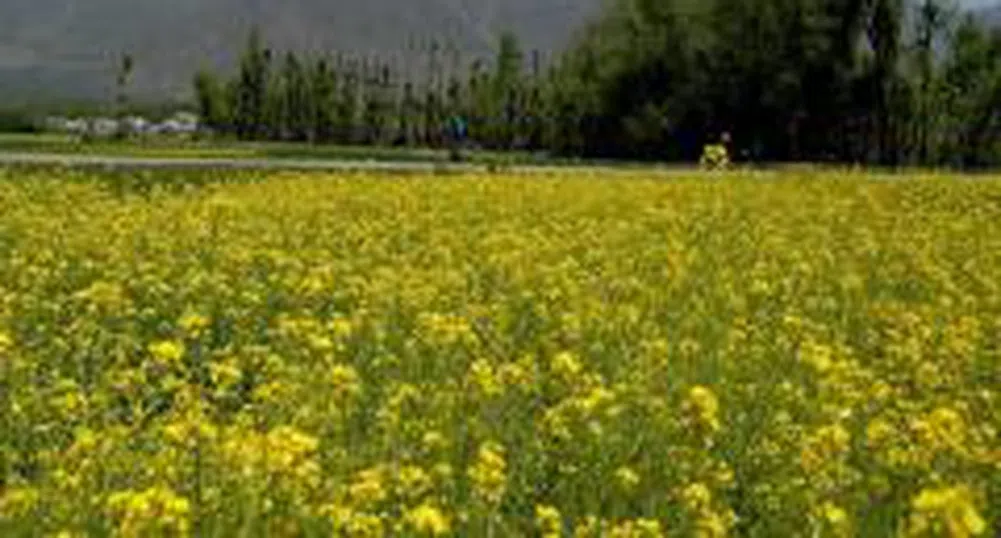 Цената на земеделската земя в Англия скочи с 12% от началото на 2008 г.