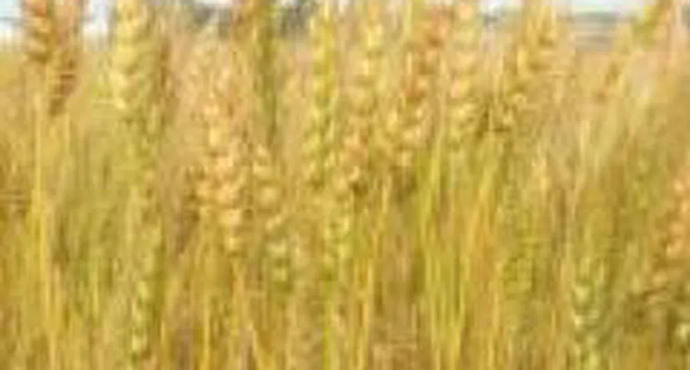 Shares of Zarneni Hrani Bulgaria To Be Floated December 17