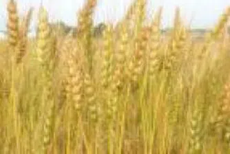 Shares of Zarneni Hrani Bulgaria To Be Floated December 17