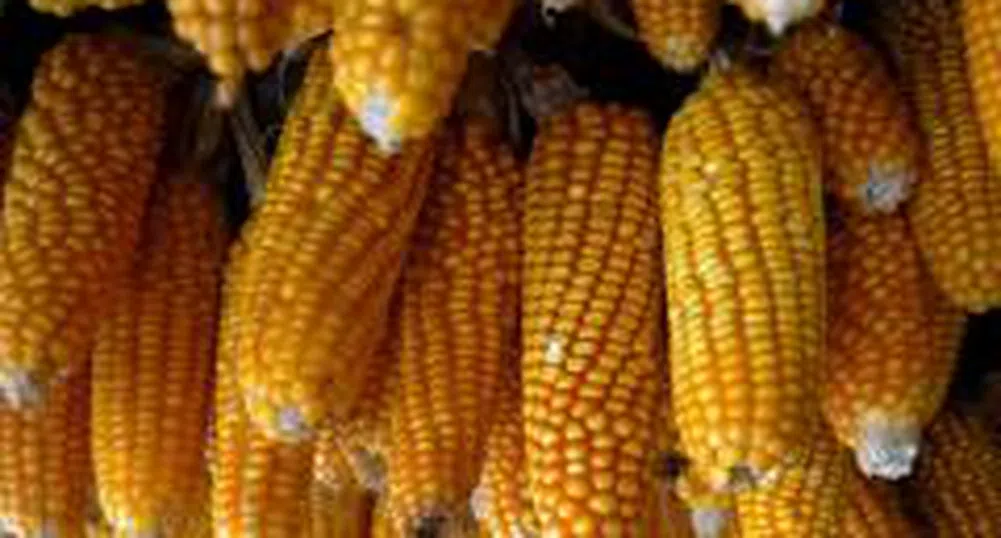 МВФ: 70% от увеличаването на цената на царевицата се дължи на биогоривата