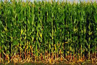 Нихат Кабил договаря внос на 200 хил. т царевица и 50 хил. т пшеница от Украйна