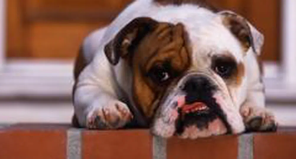 Домашен любимец - ако съседите разрешат