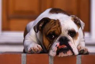 Домашен любимец - ако съседите разрешат