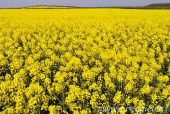 Рекордно количество рапица отглеждат земеделци в Плевенско тази година