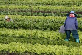 Търсят транспорт на съкратените българи от британска ферма