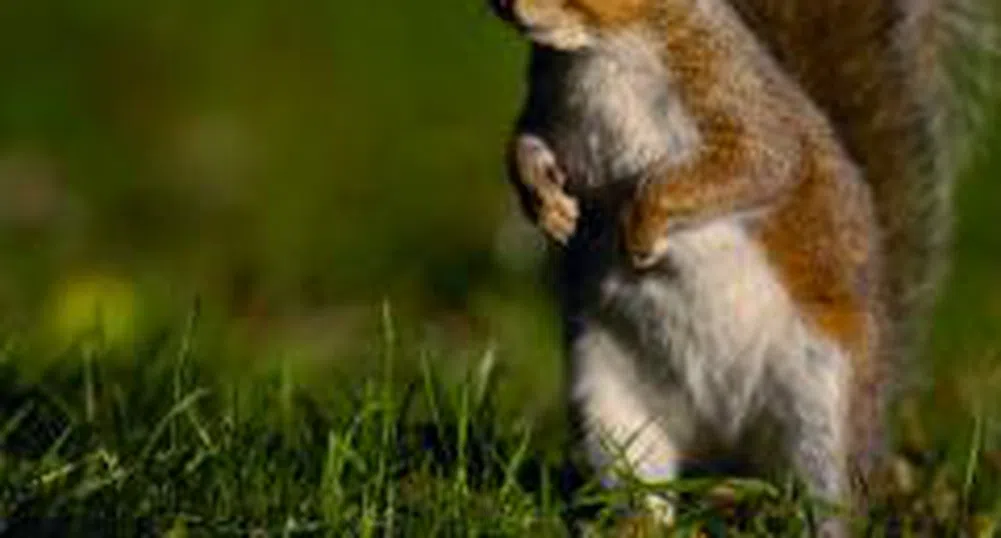 Сформират Национално българско обединение на развъдните асоциации