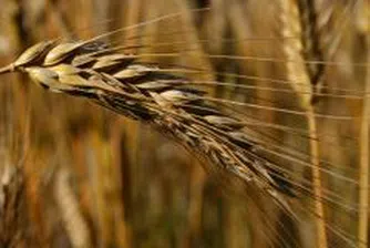 Повишеното предлагане причина за поевтиняването на пшеницата до деветмесечно дъно