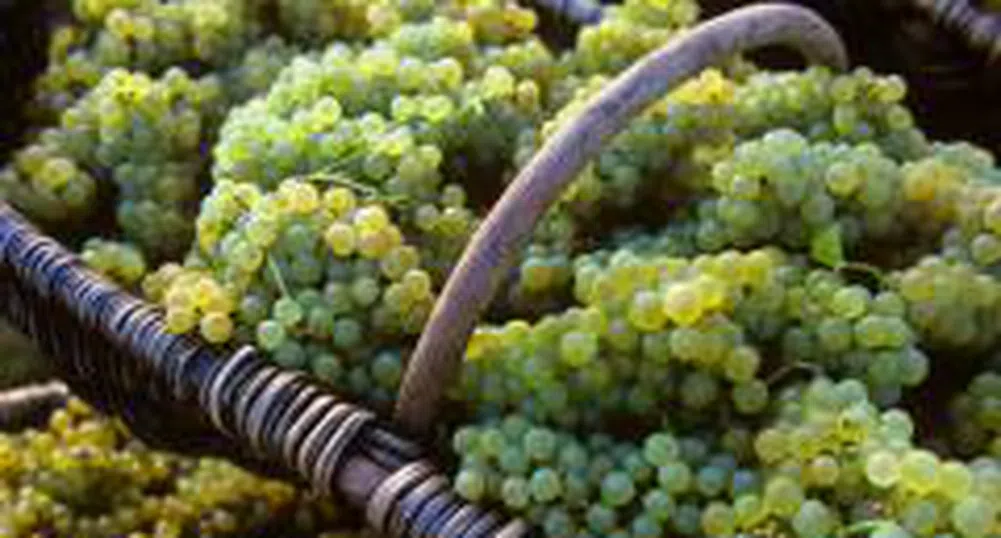 Продължава програмата  "Преструктуриране и конверсия на винени лозя"