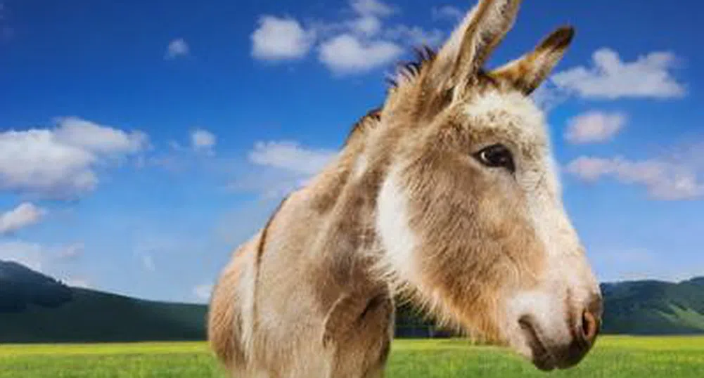 Във Варна предлагат магаре за депутат