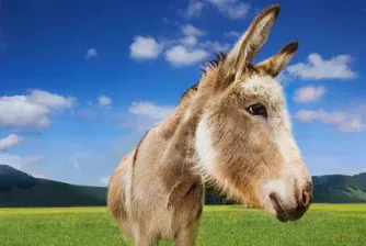 Във Варна предлагат магаре за депутат