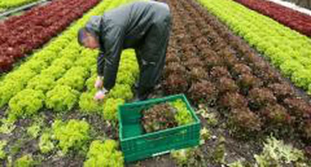 Земеделската земя във Великобритания отчита значителен ръст в цената