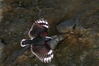 Специална площадка за наблюдение на редки птици в Триградските скали