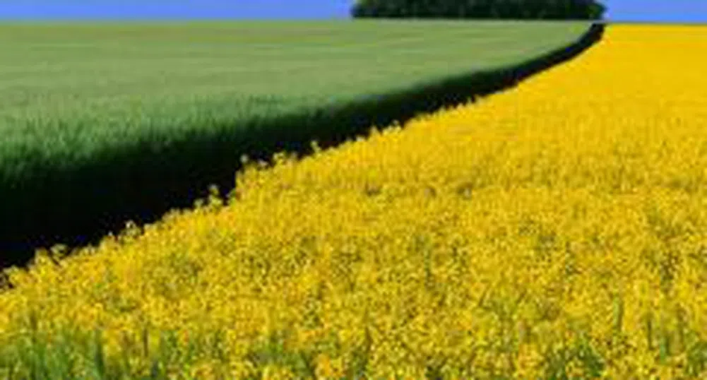 При среден добив от 390 кг/дка пшеница приключи жътвата във Видинско