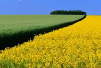 При среден добив от 390 кг/дка пшеница приключи жътвата във Видинско