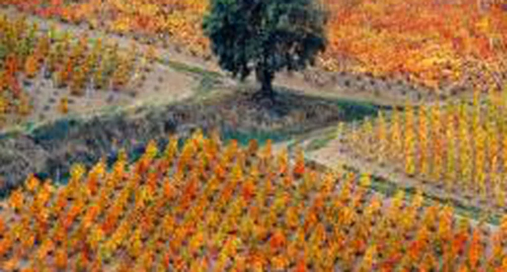 European Commission Suspends SAPARD Payments to Bulgaria