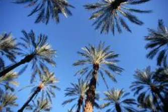 Пет милиона за палми на морето