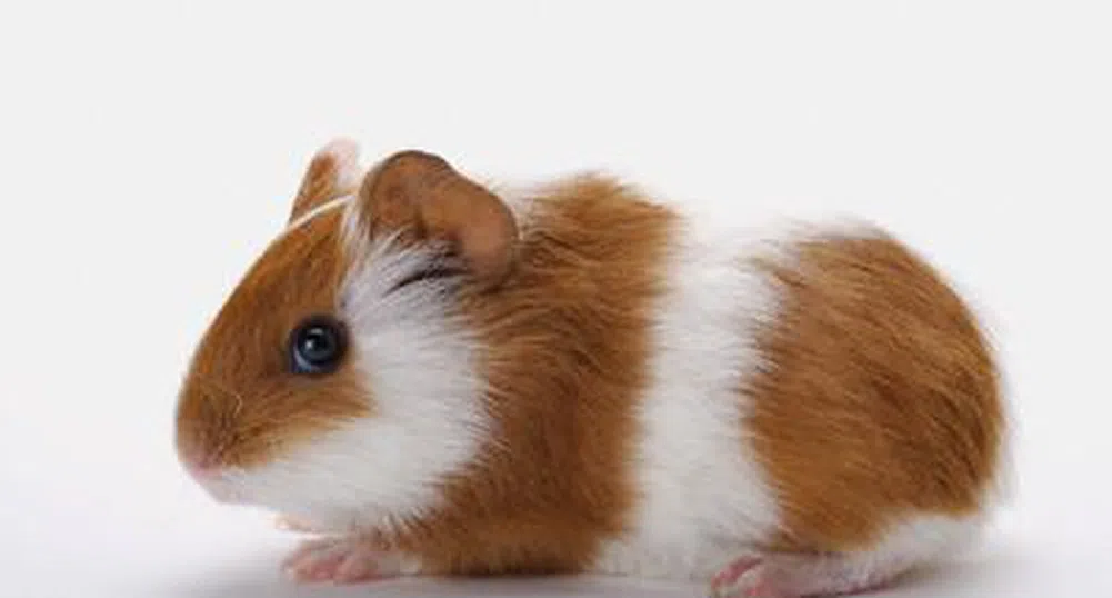 Откриха най-големия подземен зоопарк