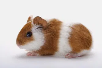 Откриха най-големия подземен зоопарк