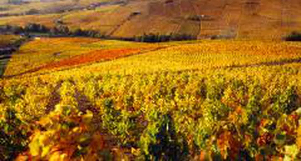 ДФ „Земеделие” разяснява субсидии за фермери