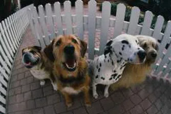 Куче - кандидат за Белия дом